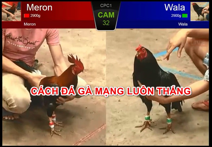 Cách chơi đá gà trên mạng luôn thắng Cách chơi đá gà trên mạng luôn thắng